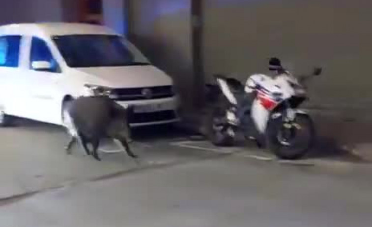 Vídeo: Alerta a Calella per la presència d'un senglar enmig de la crisi per la PPA