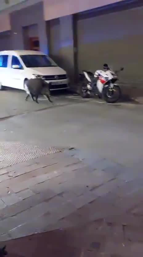 Vídeo: Alerta a Calella per la presència d'un senglar enmig de la crisi per la PPA