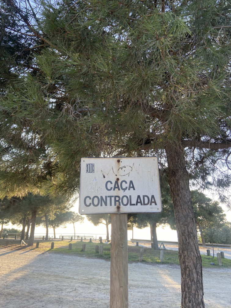 Hi ha pesta porcina a Sabadell? El sistema europeu publica les dades molt interessants