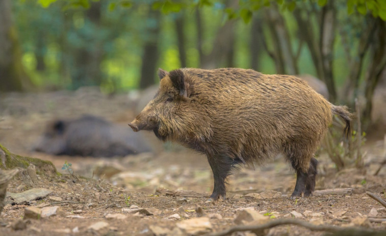 El Govern manté els 9 casos de Pesta Porcina Africana després de trobar 50 senglars morts a Collserola