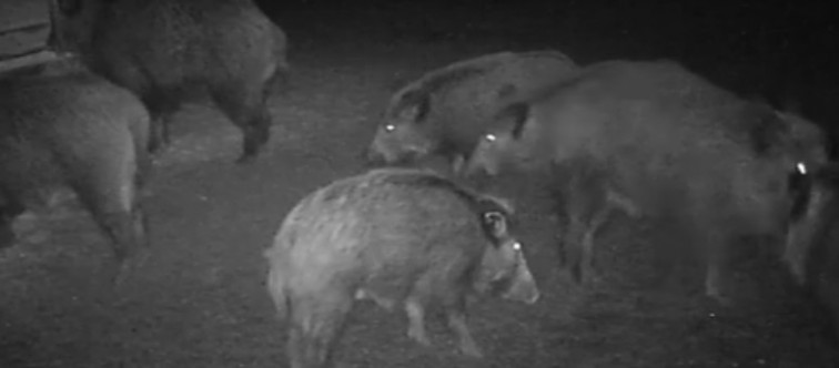 VÍDEO | Per què hi ha tants? Les investigacions sobre l'imparable 