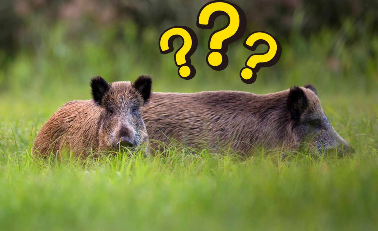 Ha sortit la pesta porcina africana d’un laboratori de Bellaterra? Això és el que sabem