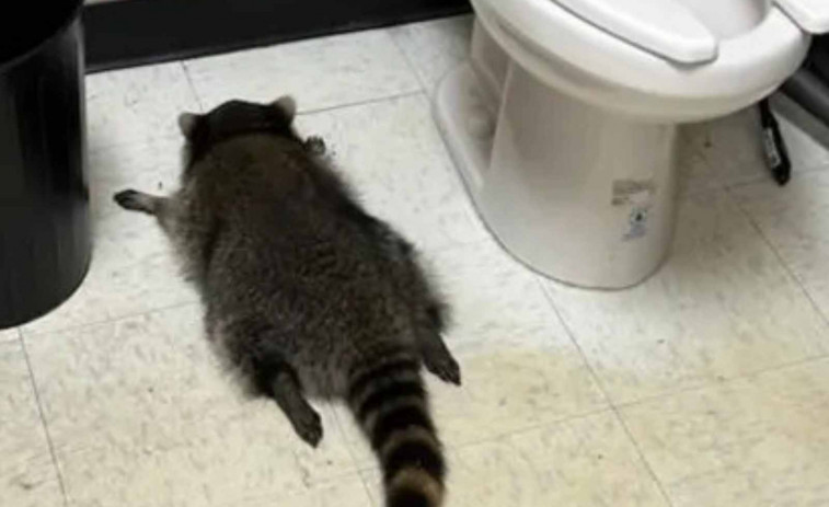 FOTO | Cacen a un ós rentador borratxo tirat a terra després d'entrar a robar a una botiga d'alcohol