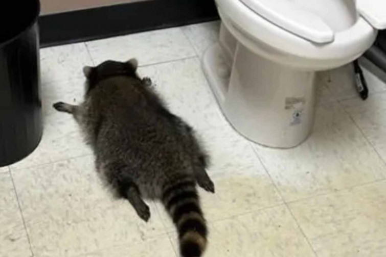 FOTO | Cacen a un ós rentador borratxo tirat a terra després d'entrar a robar a una botiga d'alcohol