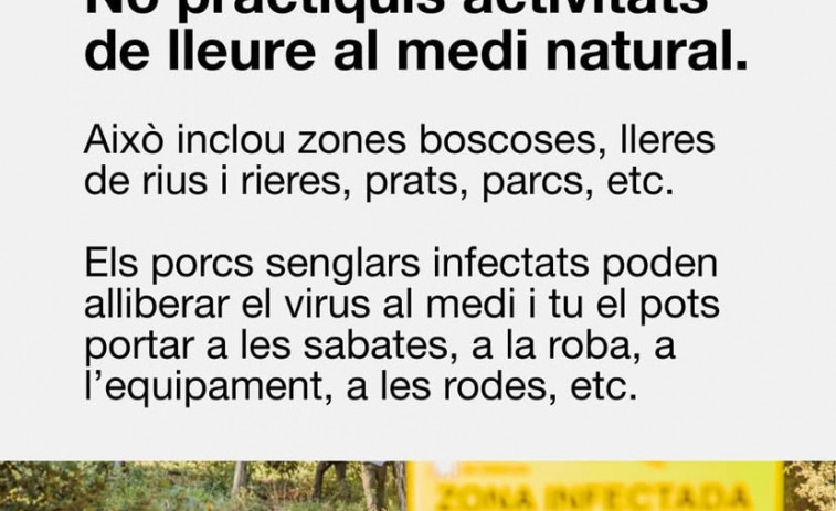 Pesta porcina africana a Catalunya: Generalitat publica els 7 consells urgents