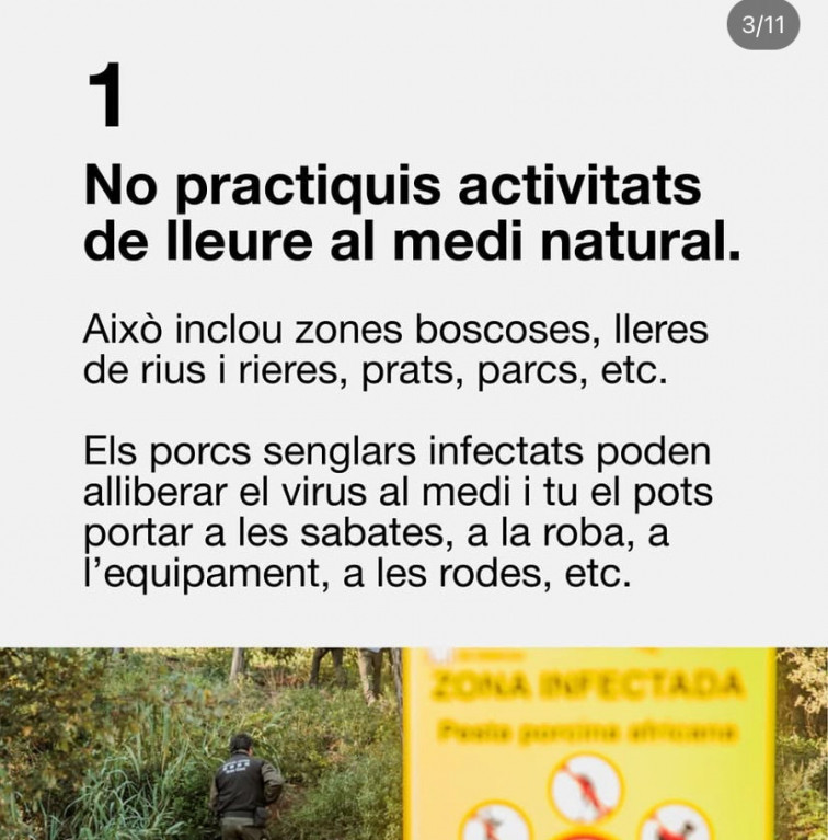 Pesta porcina africana a Catalunya: Generalitat publica els 7 consells urgents