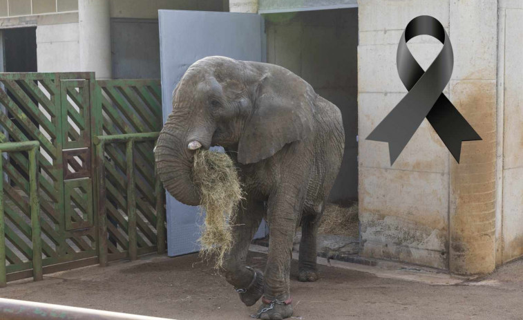 Mor a Cantàbria l'elefant africà més emblemàtic d'Europa després d'una brutal baralla amb el seu fill