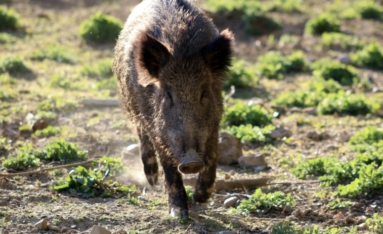 S'eleven a 13 els casos positius de senglars amb pesta porcina africana