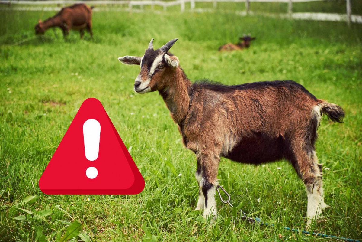 Alerta, cabra   CANVA