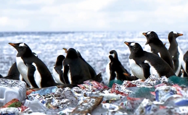 Tragèdia en les costes de Sud-àfrica: els pingüins africans lluiten per sobreviure per falta d'aliment