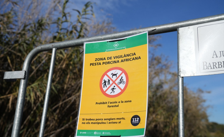 La UE desaconsella iniciar la caça de senglars per evitar la propagació de la pesta porcina