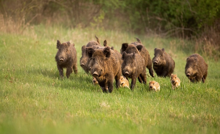 Més de 20 milions perduts cada setmana: així afecta la pesta al sector porcí espanyol