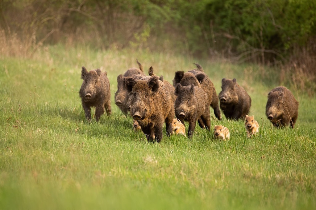 EuropaPress 7158989 group of wild boars