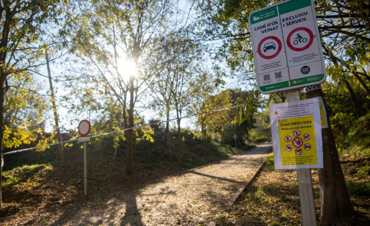 Tanquen tot el parc de Collserola després de detectar el primer cas de pesta porcina a Barcelona