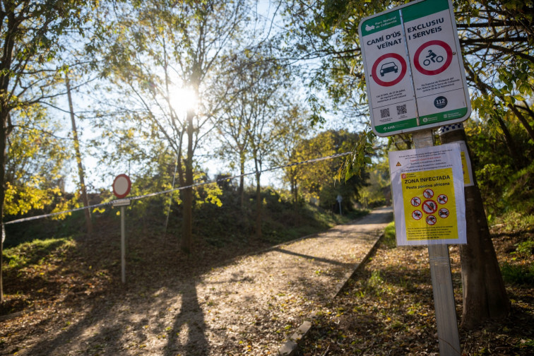 Tanquen tot el parc de Collserola després de detectar el primer cas de pesta porcina a Barcelona