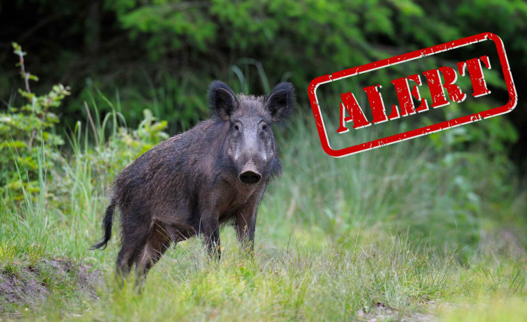 Senglars fora de control: Catalunya reduirà la seva població a la meitat