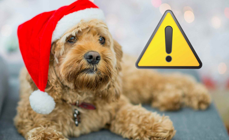 Alerta per Nadal: 6 errors que poden posar en risc al teu gos aquestes festes