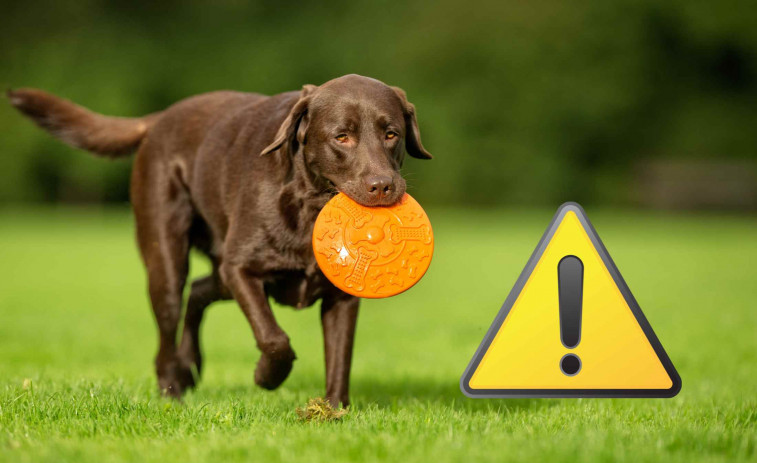 Horror al Catllar (Tarragona): un veí mata a ganivetades al gos d'un jove i segueix en llibertat