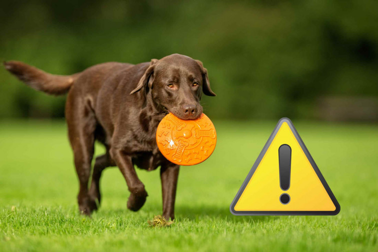 Horror al Catllar (Tarragona): un veí mata a ganivetades al gos d'un jove i segueix en llibertat