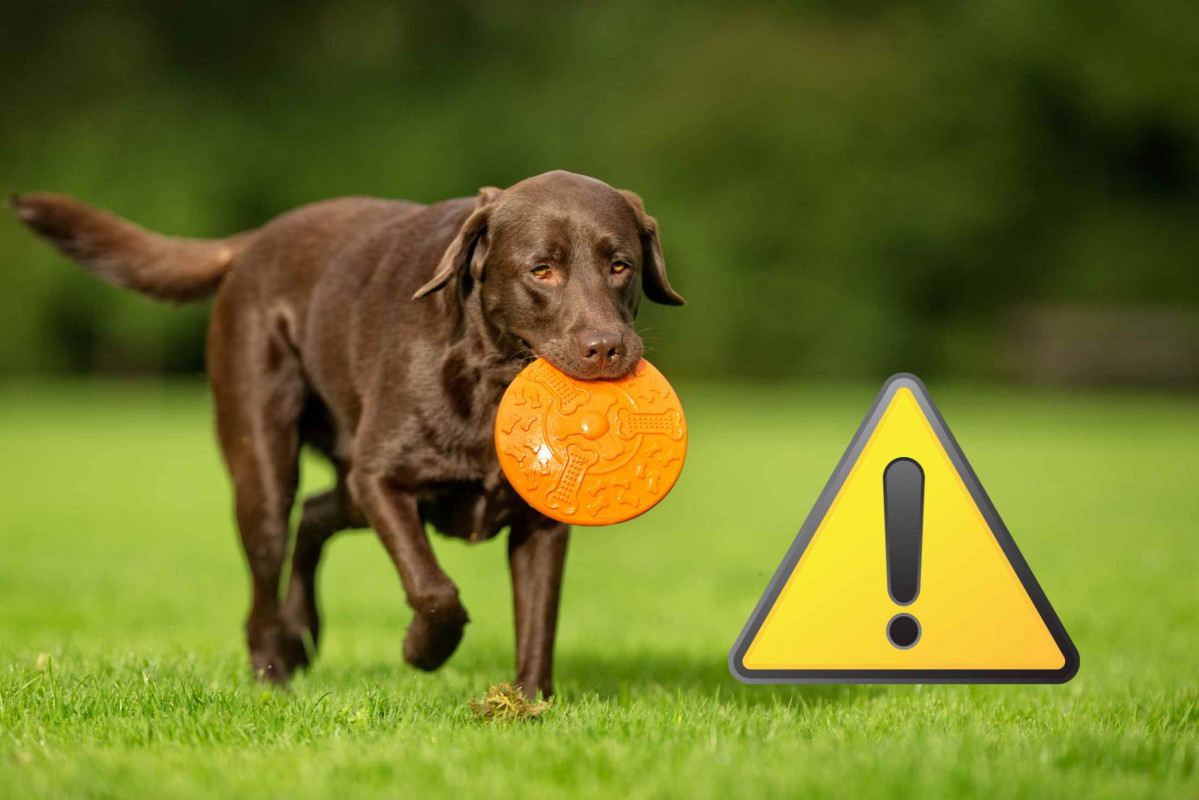 Alerta, perro   CANVA