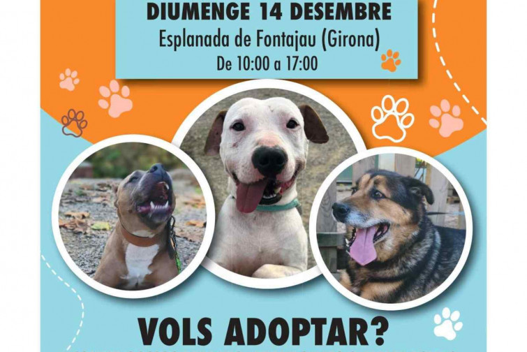 Deixa que un d’aquests gossos et canviï la vida: Girona celebra una jornada d’adopció