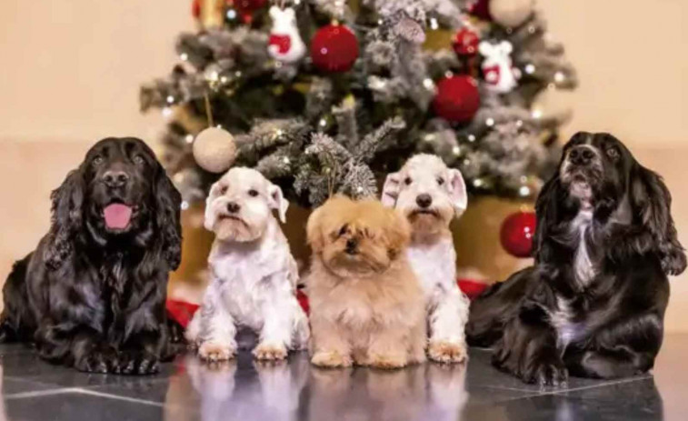 Sofia i Joan Carles I ho tornen a fer: la postal nadalenca més absurda i desconcertant de la família reial