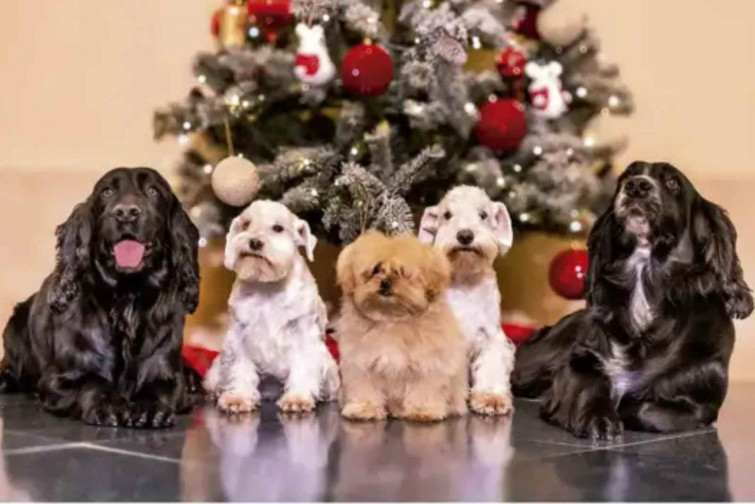 Sofia i Joan Carles I ho tornen a fer: la postal nadalenca més absurda i desconcertant de la família reial