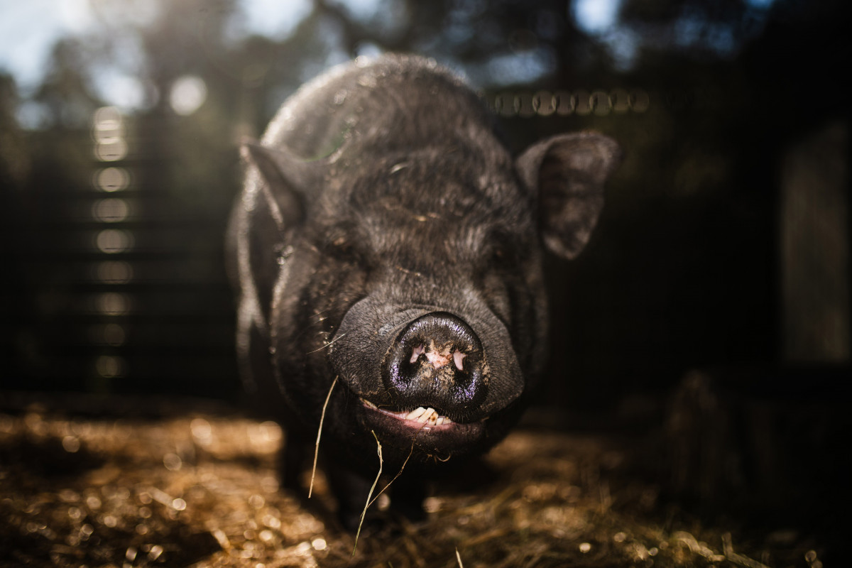 Un cerdo en un santuario de animales esta semana en Rubí (Barcelona)