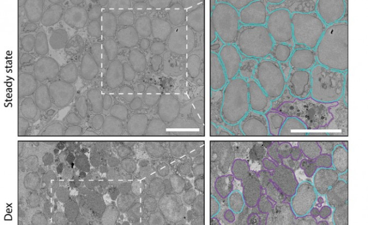 Èxit científic a Barcelona: descobreixen que les cèl·lules 