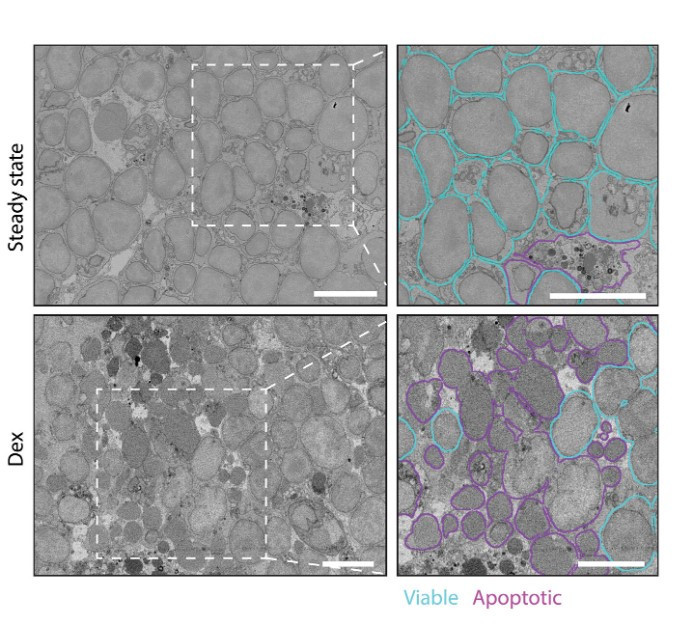 Èxit científic a Barcelona: descobreixen que les cèl·lules 