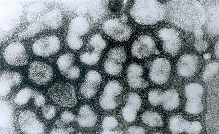 El Govern activa el protocol sanitari per un cas de grip aviària a Lleida