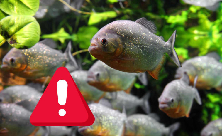 Una nena de dos anys mor devorada per piranyes després de caure a un riu