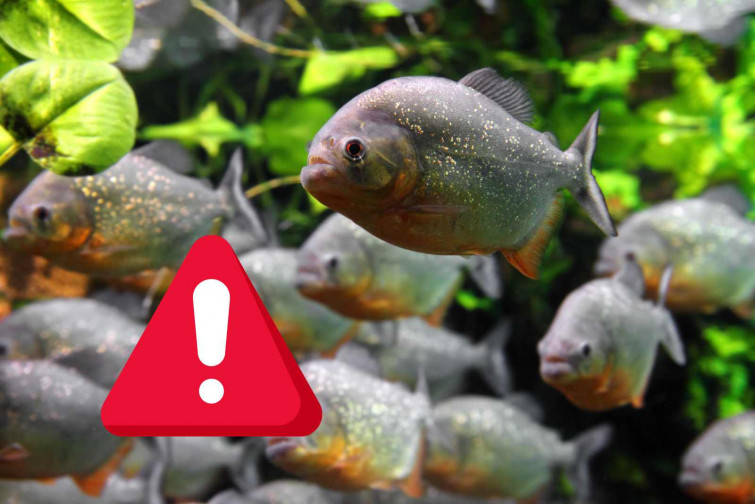 Una nena de dos anys mor devorada per piranyes després de caure a un riu