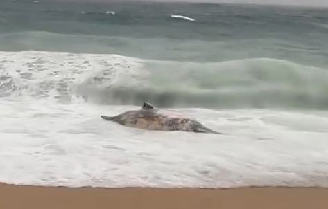Vídeo | Una balena morta arriba a Platja d’Aro arrossegada pel fort temporal a l'Empordà