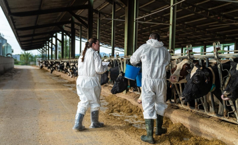 El Govern abona 4,8 milions en indemnitzacions als ramaders afectats per la dermatosi nodular contagiosa