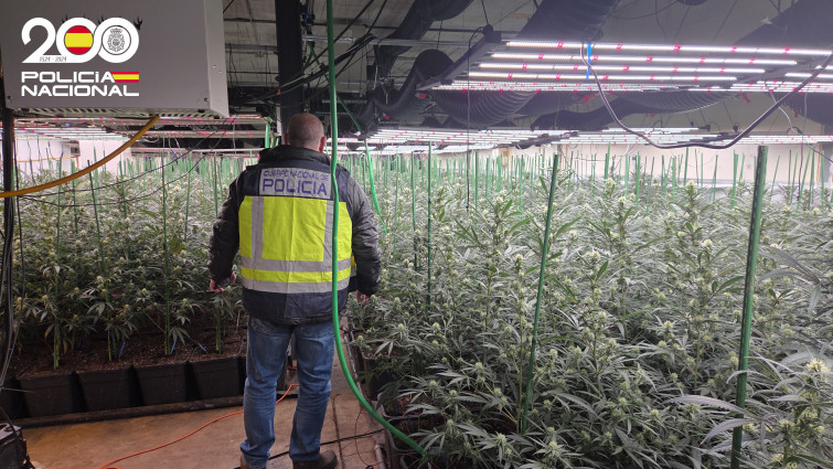 Operatiu a Santa Eugènia de Berga: Un detingut i confiscats més de 270 quilos de marihuana