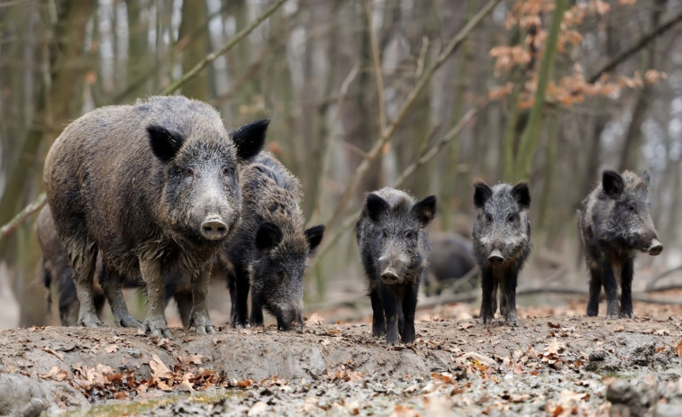 'La Taula del Senglar': el Govern crea un comitè de crisi per controlar la sobrepoblació