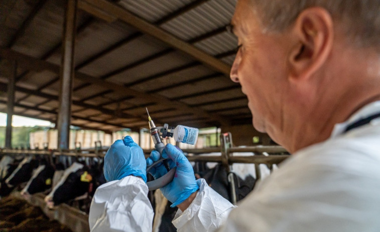 Alerta a Girona: Detecten un nou focus de dermatosis nodular contagiosa en vaques no vacunades