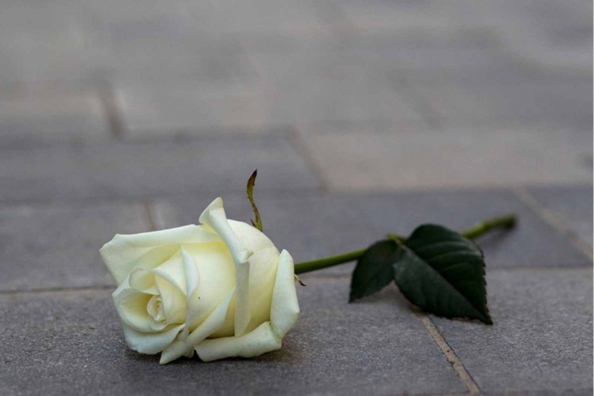 Una rosa sobre el asfalto de Barcelona   ARRELS