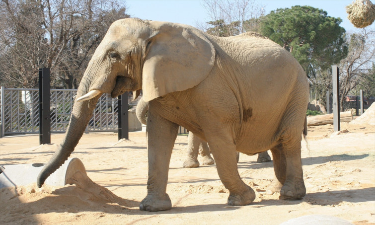 Mor l'elefanta africana Susi, la més longeva del Zoo de Barcelona, als 55 anys