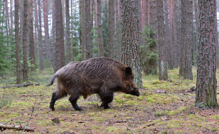 Detectats 12 nous casos de Pesta Porcina Africana a Catalunya