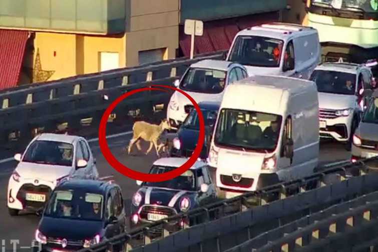 Sorpresa a la C-33: tres cabres col·lapsen l'entrada a Barcelona en plena hora punta