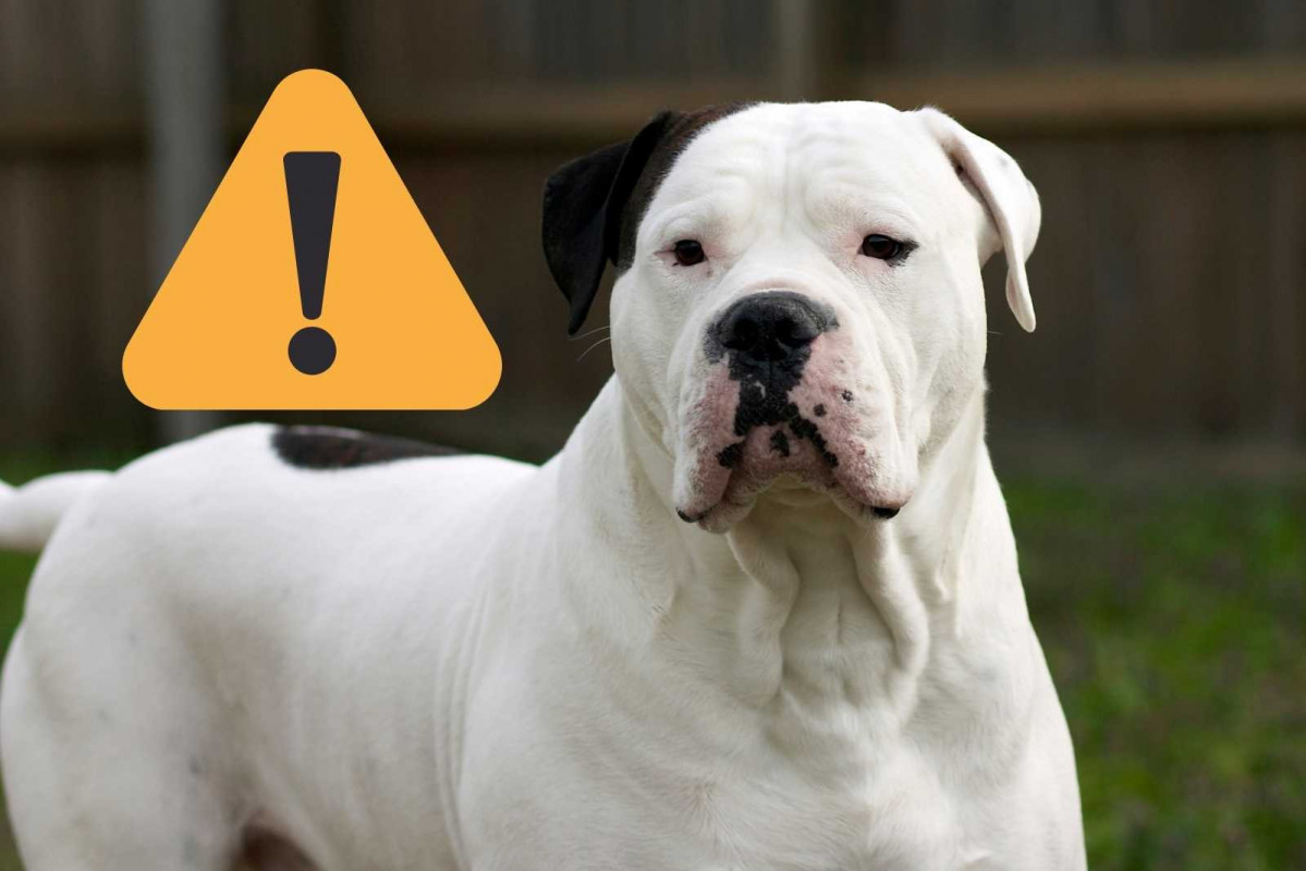 Alerta, bulldog americano   CANVA