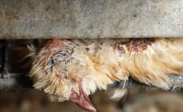 VÍDEO | Benestar animal? Denuncien a una granja de Lleida amb guatlles vivint entre cadàvers