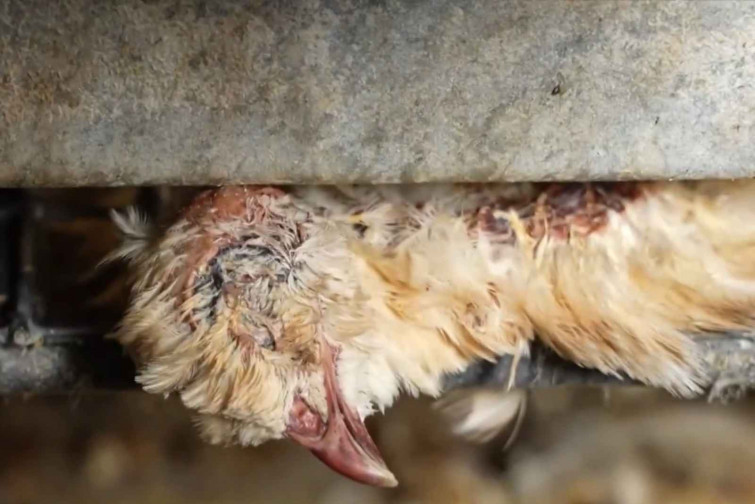 VÍDEO | Benestar animal? Denuncien a una granja de Lleida amb guatlles vivint entre cadàvers