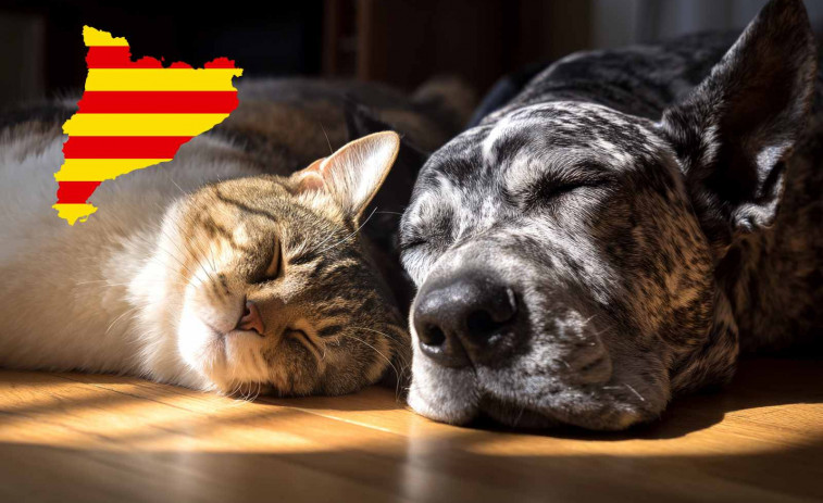 Catalunya s'omple de gats i perd gossos: la dada que confirma canvi silenciós a les llars