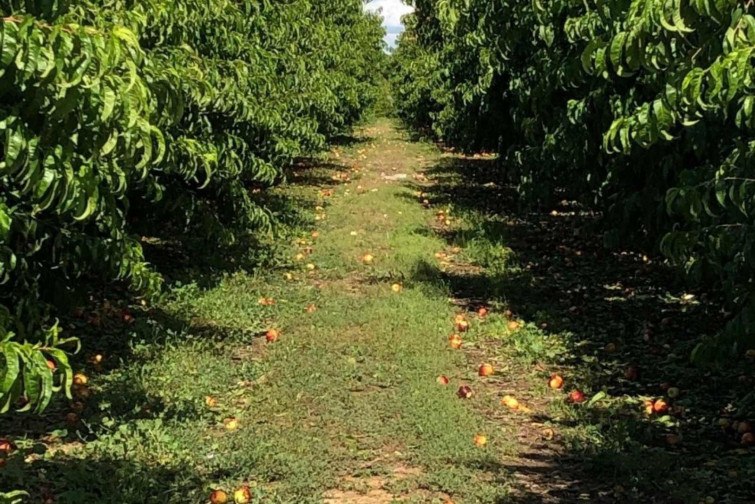 Patronals i ramaders catalans celebren 
