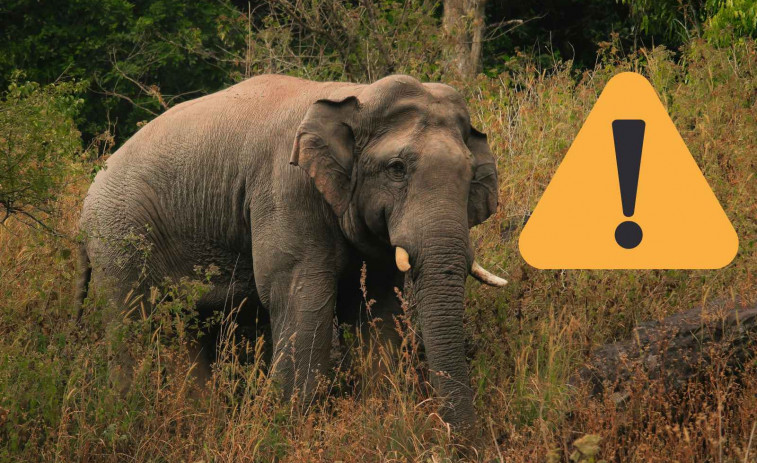 Un elefant salvatge mata a un home mentre feia exercici a un parc nacional de Tailàndia