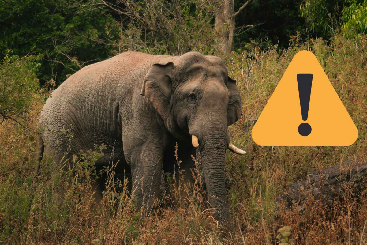 Un elefante asiático, alerta   CANVA