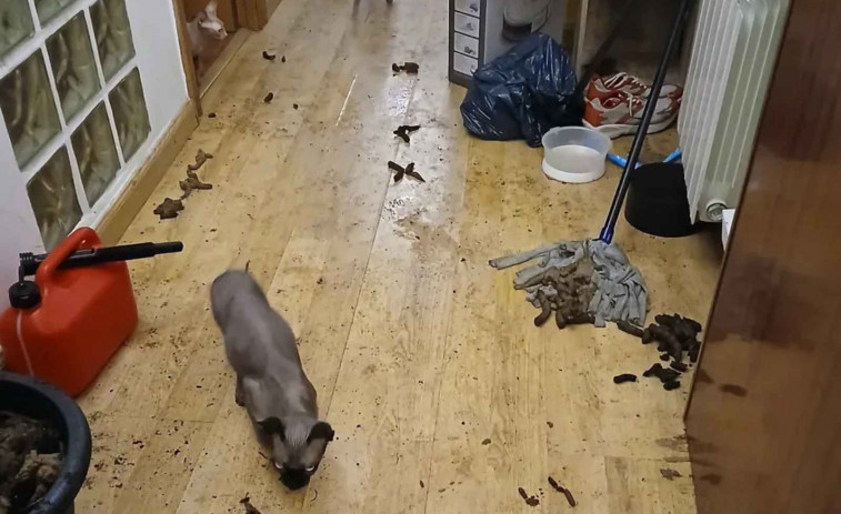 La Guàrdia Urbana intervé a L’Hospitalet i salva sis gats en estat crític